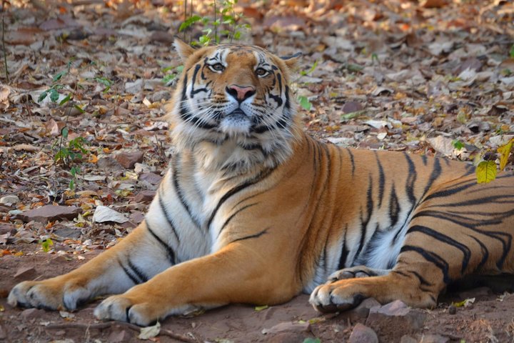 Tiger safari tour from Nagpur to Pench, Satpura and Kanha National Parks, Nagpur