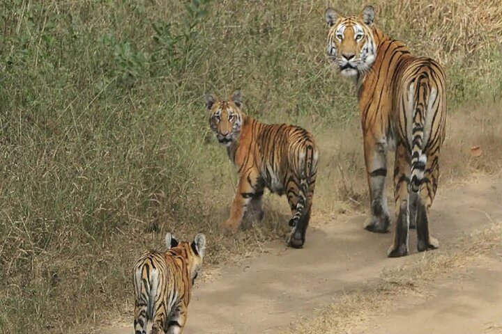 Three-day safari adventure in Pench National Park, Nagpur