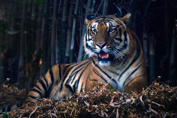 Wildlife and culture tour: Nagpur to the Taj Mahal, Nagpur