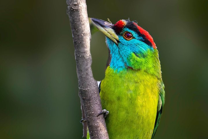 Munsiari birding tour — six days in Kumaon, Nainital