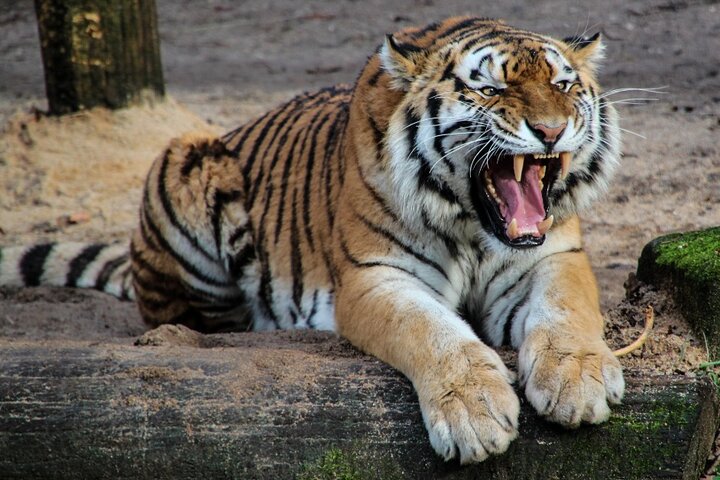 Five-day Golden Triangle and Ranthambore Safari tour from Delhi, New Delhi