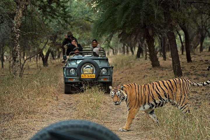 5-day private Ranthambhore Tiger Tour with Taj Mahal and Jaipur