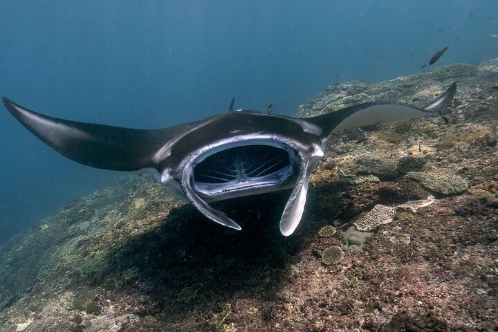 Start at Nusa Penida, Snorkeling Manta Rays & West Side Land Tour, Nusa Lembongan