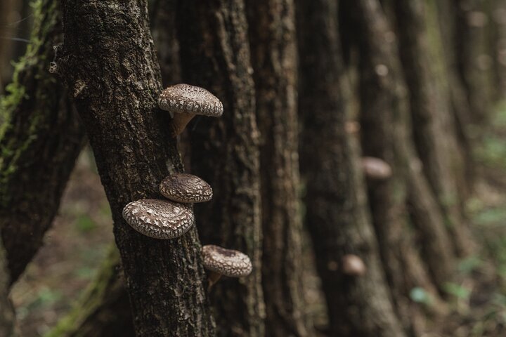 Oita: Shiitake Mushroom Farm Tour & Tasting — Kids-friendly things to do in Oita