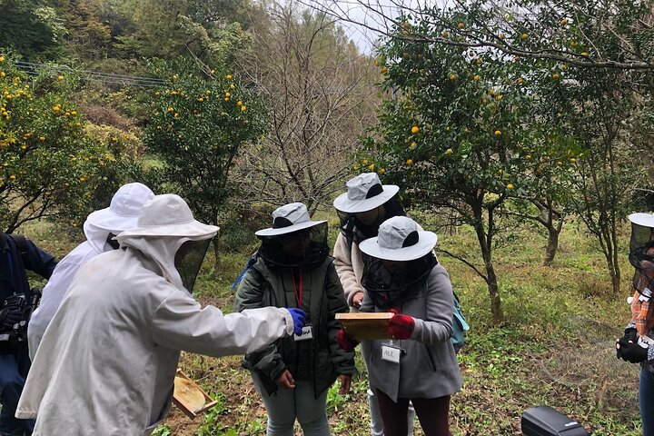 Visiting Beekeeper and Beeswax Craft Making in Bungoono City — things to do in Oita
