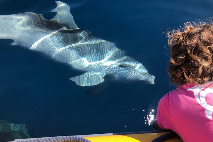 Dolphin Watching Tour - from Golfo Aranci, Olbia