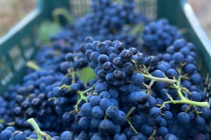 Discover Italian Wines at Tenuta La Viola with 6 Wine Tastings, Pesaro