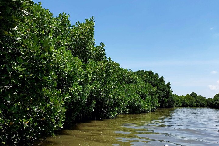 Pichavaram Mangrove Forest and Nataraja Temple tour from Pondicherry, Pondicherry