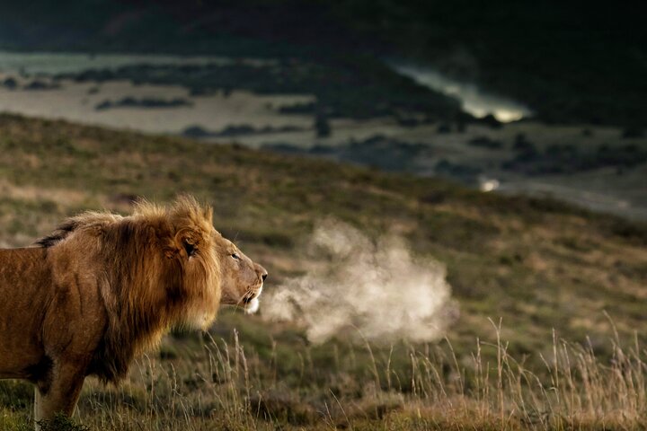 2 Day Addo Elephant Park Safari — Nature & wildlife things to do in Port Elizabeth