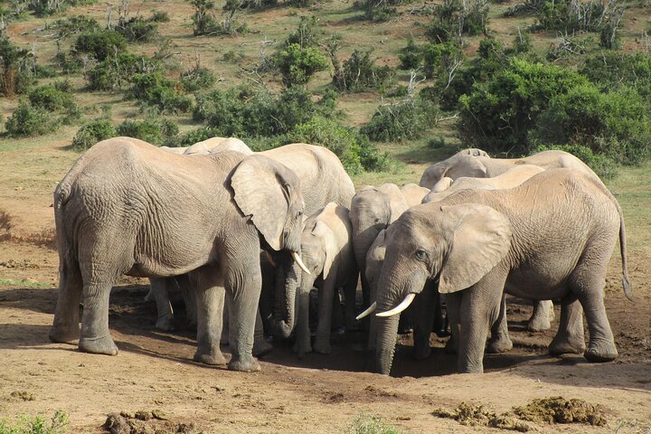 Addo Elephant National Park Full Day Safari All-Inclusive, Port Elizabeth