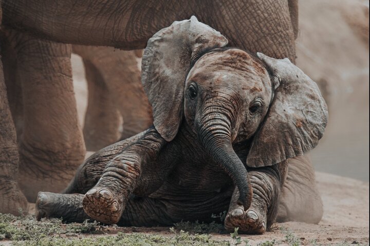 Addo Elephant Park Full day big 5 Safari, Port Elizabeth