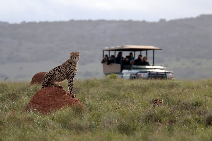 Amakhala Game Reserve Half Day Big 5 Safari Adventure, Port Elizabeth