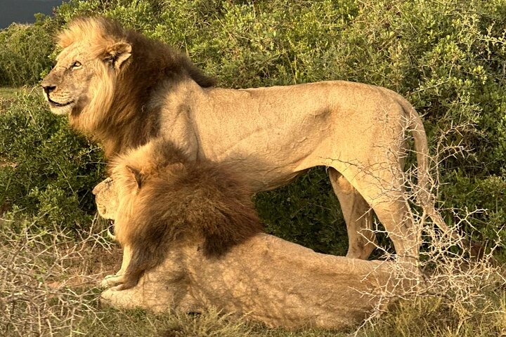 Big Five Safari at Schotia Private Game Reserve in Port Elizabeth, Port Elizabeth