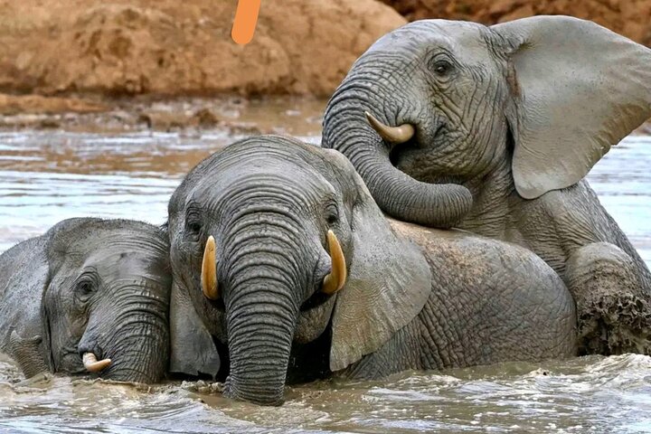 Great Addo Elephant Park Adventure Safari, Port Elizabeth