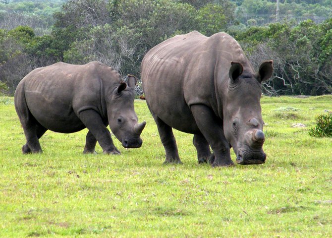Kragga Kamma Game Park from Port Elizabeth, Port Elizabeth