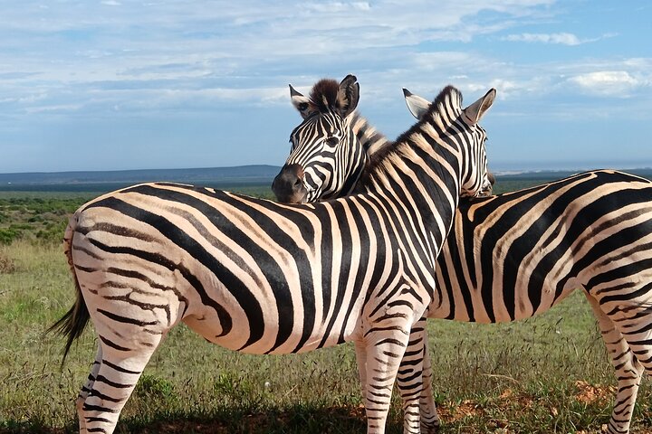 Port Elizabeth Half-Day Addo Elephant National Park Tour, Port Elizabeth