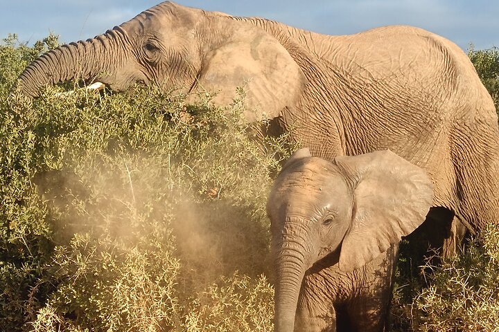 Private Group Addo Elephant National Park All Inclusive Safari, Port Elizabeth