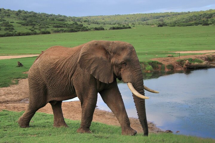 Schotia Big 5 Safari Port Elizabeth (optional accommodation), Port Elizabeth