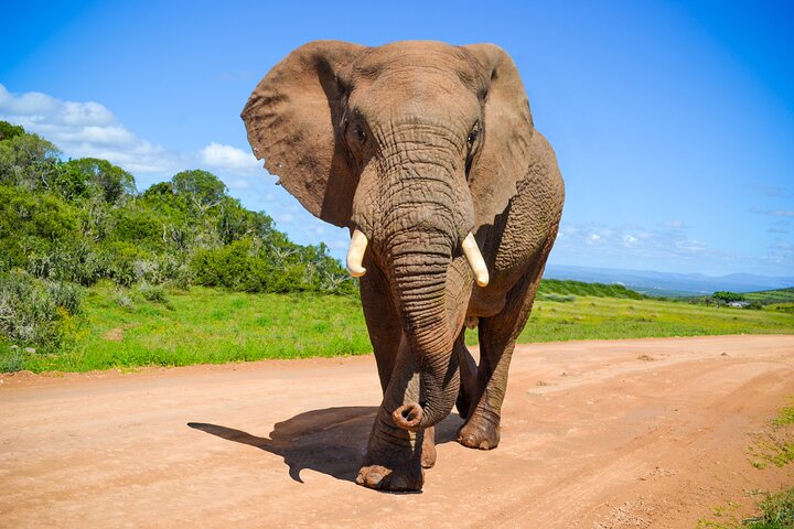 Schotia Game Reserve Tour with Port Pickup, Next to Addo Park — Nature & wildlife things to do in Port Elizabeth