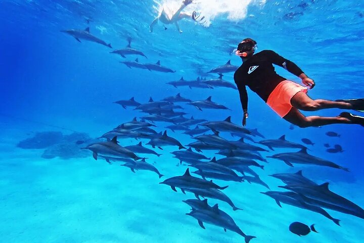 Samadai Dolphin House Snorkel Trip From Marsa Alam — Water & beach things to do in Port Ghalib