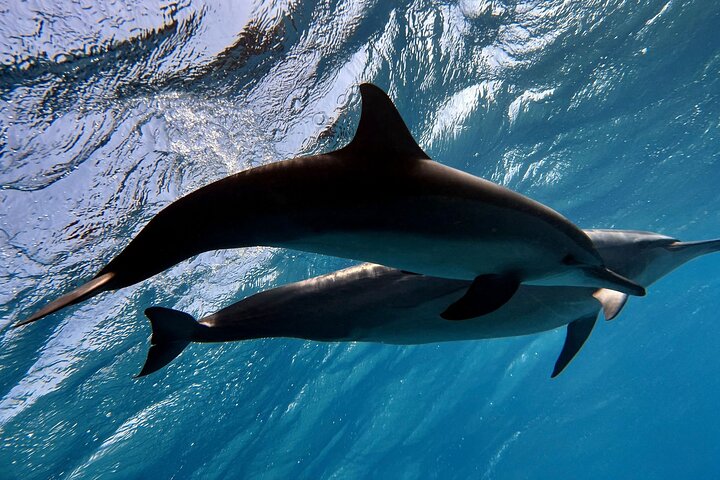 Sha'ab Samadai Reef - Dolphin House Snorkeling Tour at Marsa Alam — Nature & wildlife things to do in Port Ghalib