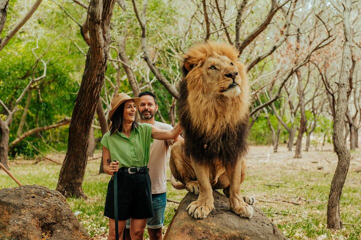 Casela - Walk With Lions — things to do in Port Louis