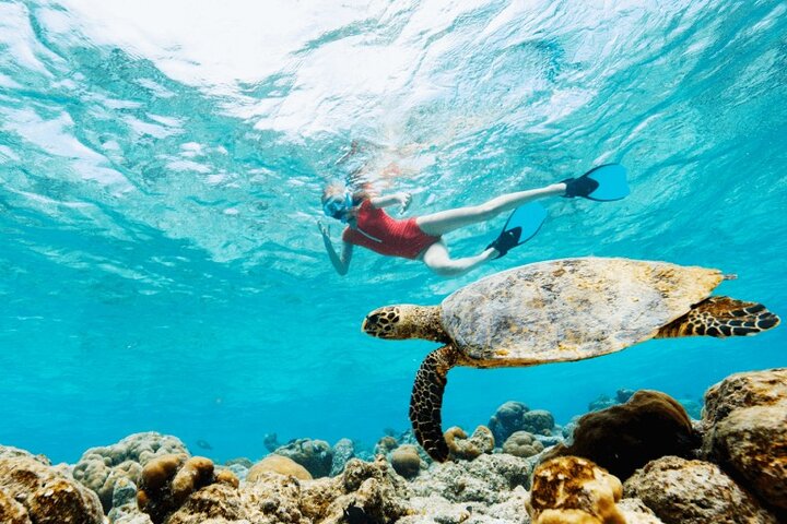 Mauritius : Swim with turtles and Port Louis Street food tour — Food & drink things to do in Port Louis