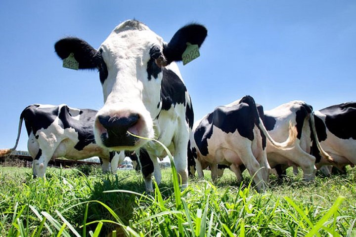 Day at the Farm, Praia da Vitória