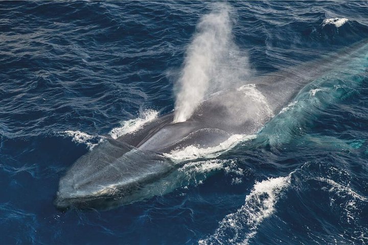 Whale Watching and Jeep Tour, Praia da Vitória