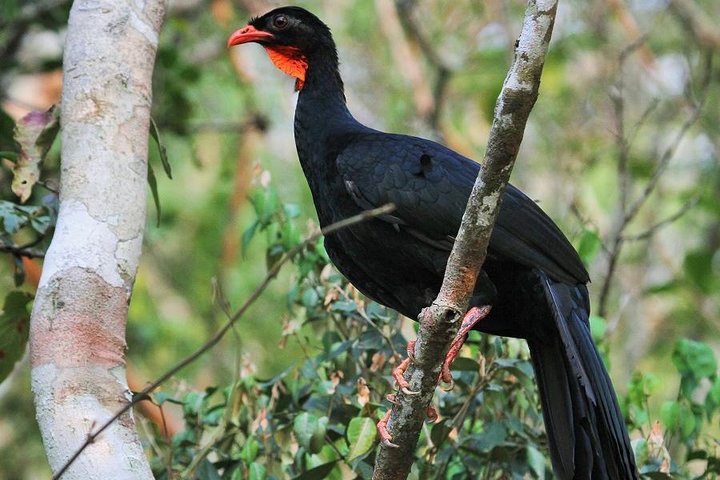 Birdwatching Day to Los Tarrales Nature Reserve (Private tour), Puerto Quetzal