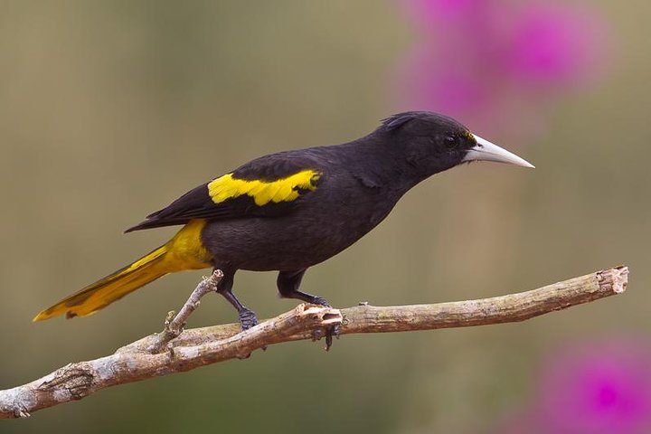 Birdwatching to the Mangrove of Paredon (From Puerto Quetzal) Private Tour, Puerto Quetzal