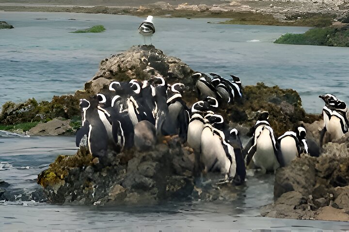 Full Day Ancud, Caulin and Penguin Colony in Private — Luxury & private things to do in Puerto Varas
