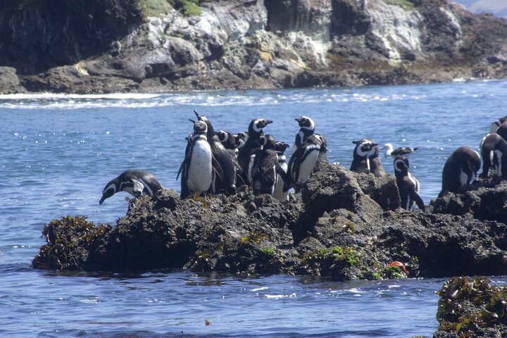 Full Day on Chiloé Island Visiting Penguins in Puñihuil, Puerto Varas