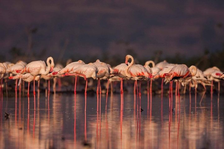Half-day bird watching boat safari near Pune, Pune