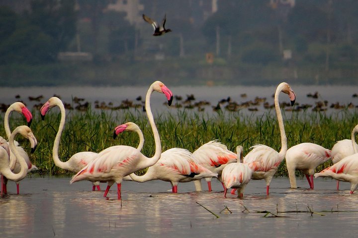 Full-day private bird-watching tour to Bhigwan from Pune, Pune