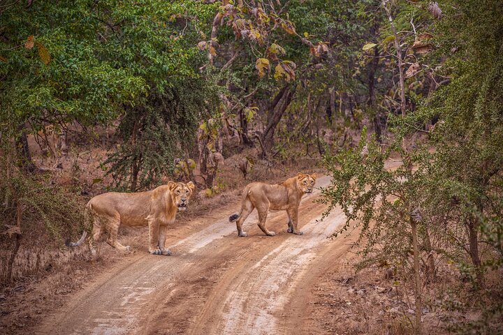 Rajkot to Gir National Park safari adventure, Rajkot