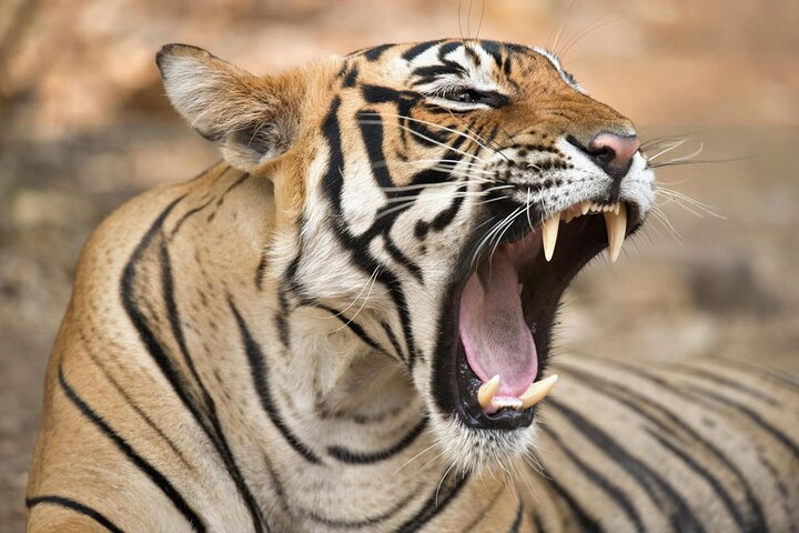 Two-day private safari tour in Ranthambore from Jaipur, Ranthambore National Park