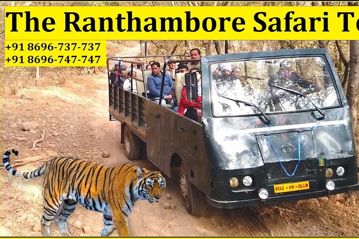 Canter safari in Ranthambore National Park, Ranthambore National Park