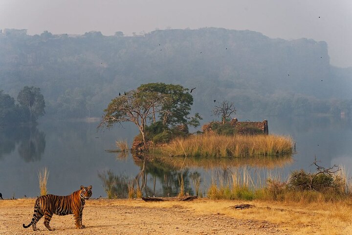 Ranthambore National Park safari with a naturalist guide, Ranthambore National Park
