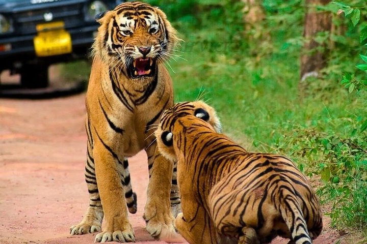 Ranthambore National Park wildlife safari with pickup options, Ranthambore National Park