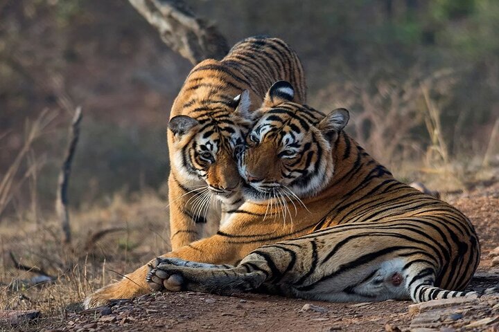 Ranthambore National Park safari day trip from Jaipur, Ranthambore National Park