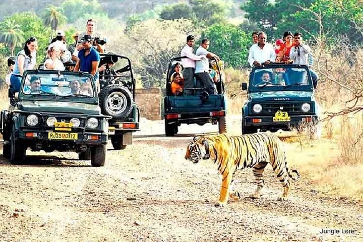 Ranthambore National Park wildlife safari with transport options, Ranthambore National Park