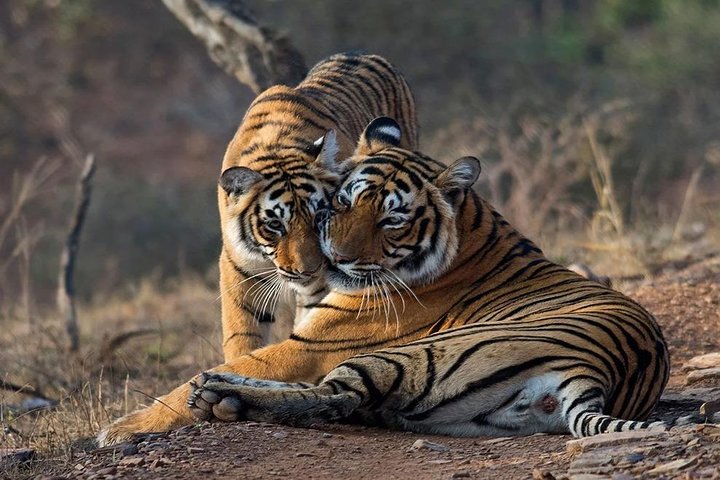Jungle safari in Ranthambore National Park, Ranthambore National Park