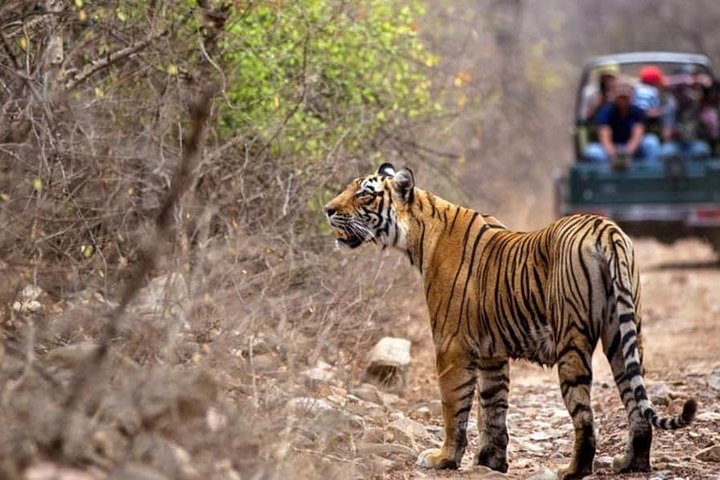 Hiking to Ranthambore Fort in Ranthambore National Park, Ranthambore National Park