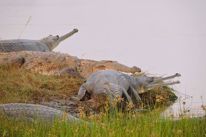 Ranthambore Crocodile Safari with village walk and boat ride, Sawai Madhopur