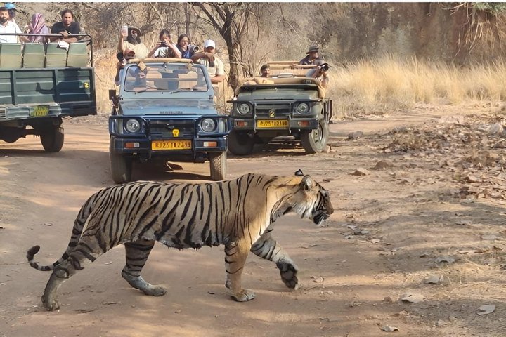 Ranthambore National Park jungle safari with expert naturalist, Sawai Madhopur