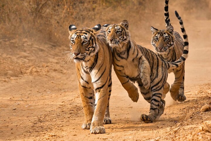 Ranthambore National Park safari — canter or gypsy choice, Sawai Madhopur