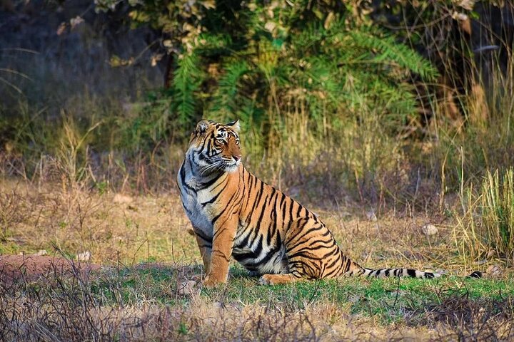 Tiger safari in Ranthambore National Park, Sawai Madhopur