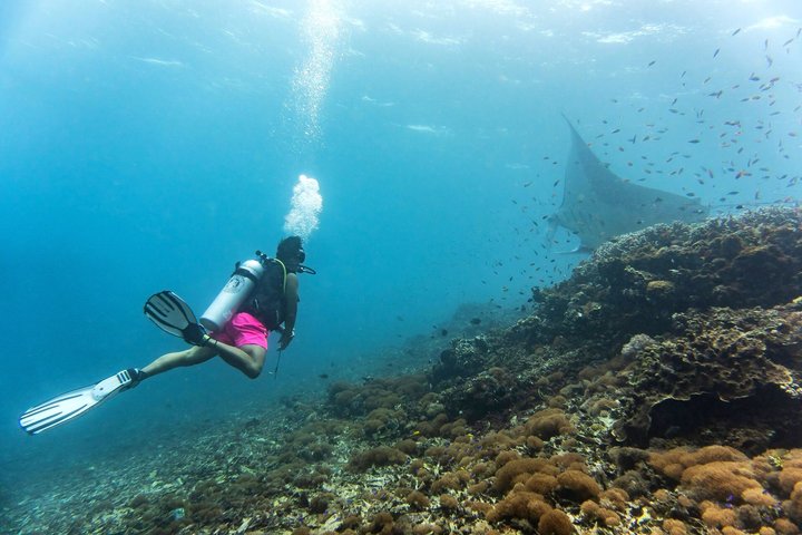 From Semporna Si Amil Island Diving or Snorkeling Day Trip, Semporna