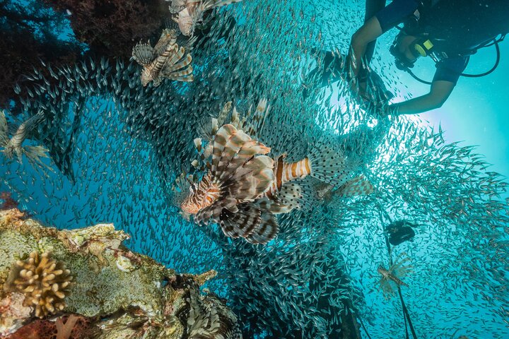 Semporna: Sipadan World-Class Dives Permit with 3 Dives, Semporna